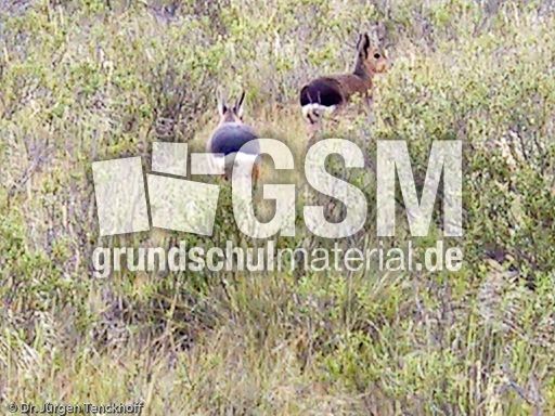 Pampashase (4 von 8).jpg